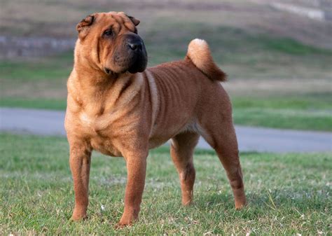 how much are chinese shar pei puppies|Chinese Shar.